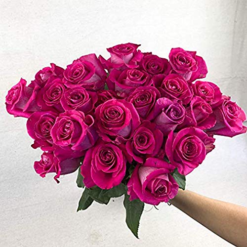 Fresh Cut 24 Red Roses - Fresh from the Farm Red Rose Bouquet – Hand-Selected Long-Lasting, Gift and Home Decor Perfect Fresh Flowers |20" Long Stems No Vase-2 Dozen | Flowers Gift