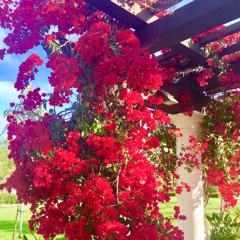 Pink Bougainvillea Starter Plants, 2 Live Trees, 4 Inches Tall, Outdoor Garden N907280
