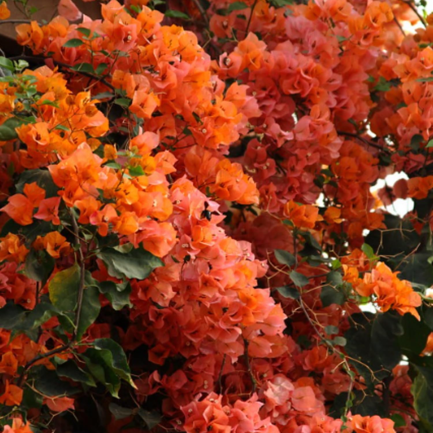 2 Orange Bougainvillea Live Plants, Live Bougainvillea Flowers Plants, Bougainvillea Plants Orange 4 to 6 Inches No Pot, Live Bougainvillea Plants Orange