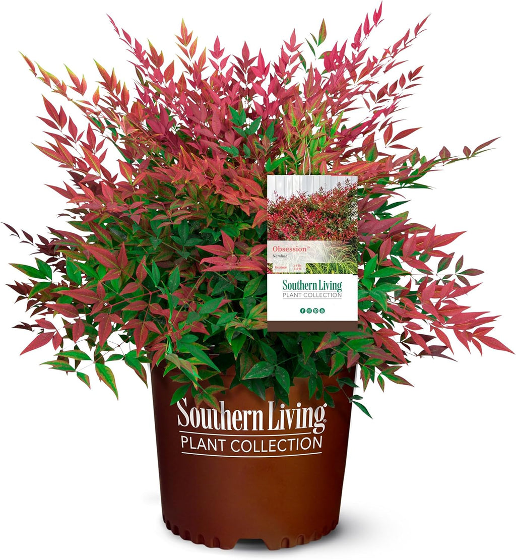 Obsession Nandina Shrub and Purple Diamond Loropetalum Bundle U624892