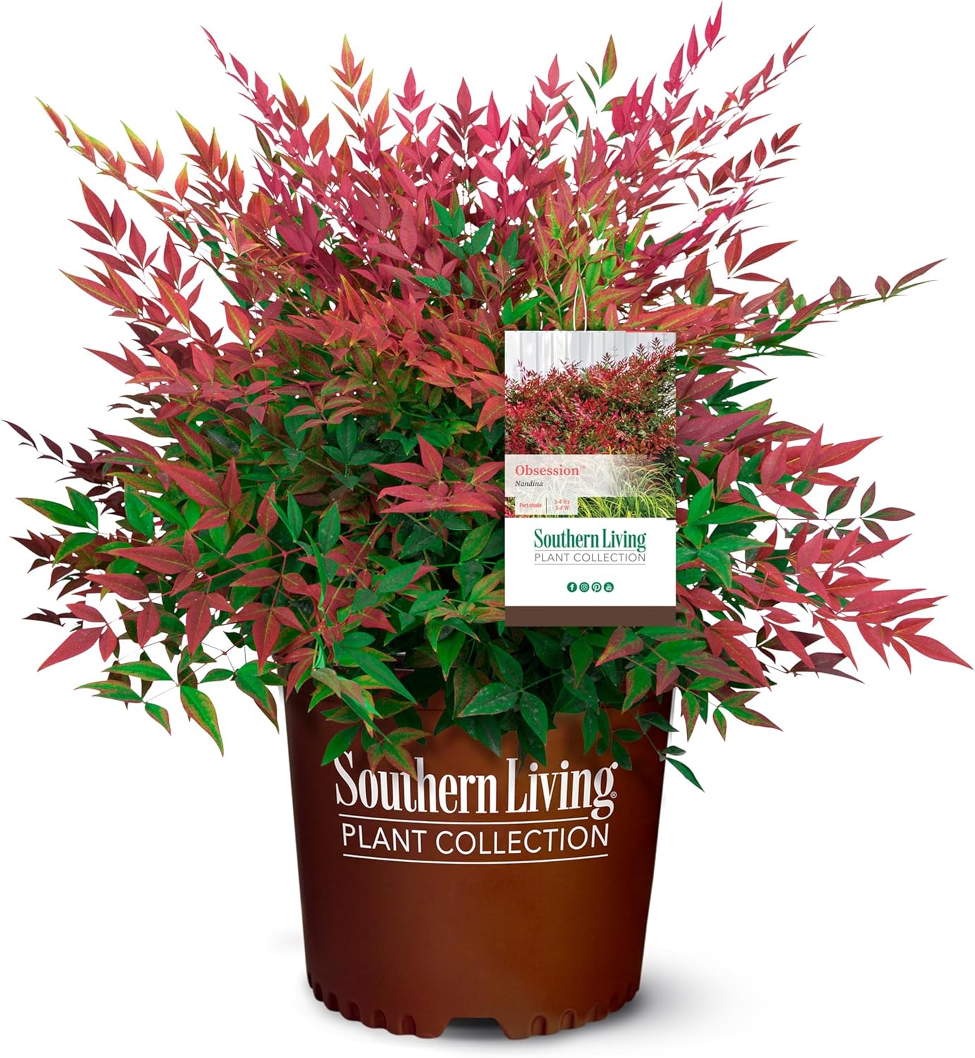 Obsession Nandina Shrub and Purple Diamond Loropetalum Bundle U624892