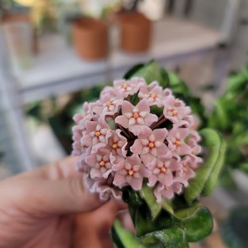 Hoya Compacta Hindu Rope Plant, 4 Inch Pot U268