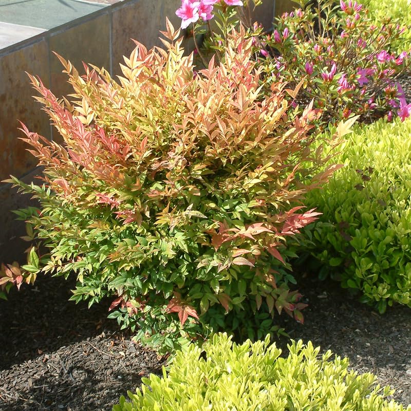 Nandina Shrub Live Plant in Quart Pot, 6 to 9 Inch Tall Z370985