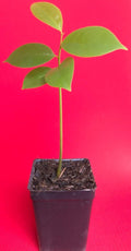 Annona Muricata Graviola Soursop Guanabana Potted Starter Seedling Plant Tropical Tree