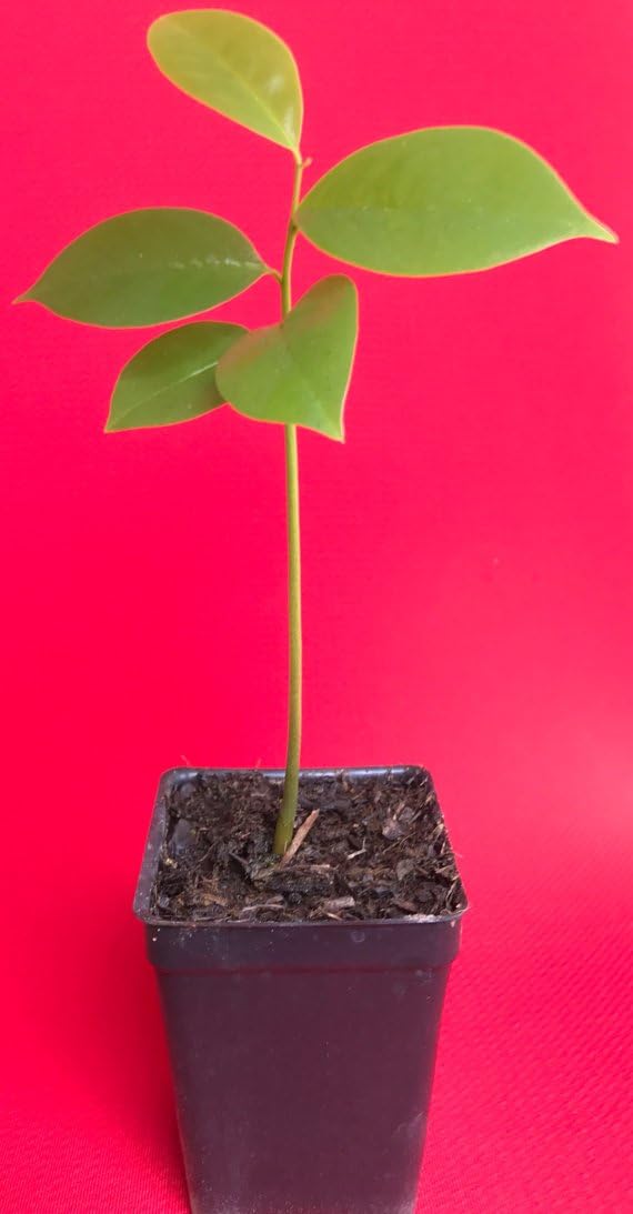 Annona Muricata Graviola Soursop Guanabana Potted Starter Seedling Plant Tropical Tree