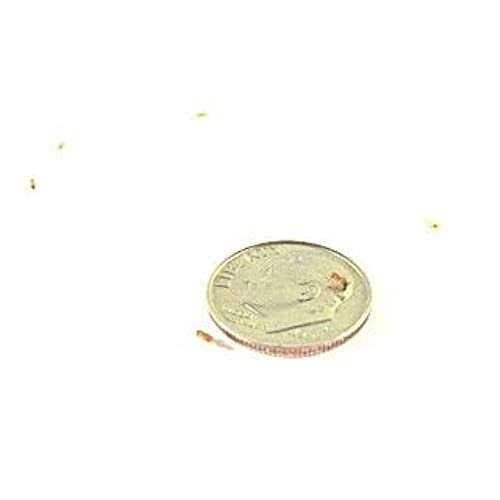 Josh's Frogs Producing Wingless Drosophila Melanogaster Fruit Fly Culture Z4381