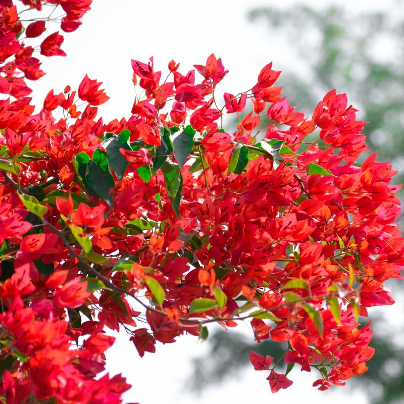 Pink Bougainvillea Starter Plants, 2 Live Trees, 4 Inches Tall, Outdoor Garden N907280