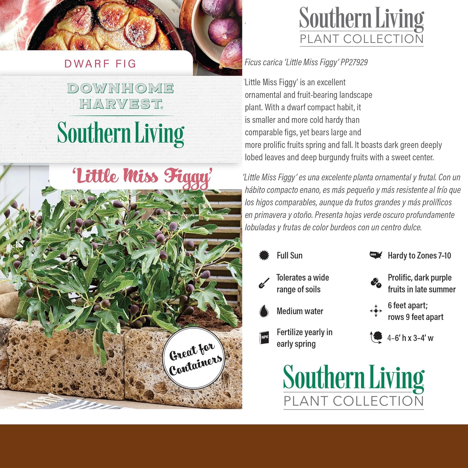 Southern Living Plant Collection 2 Gallon Little Miss Figgy Fig Plant W800