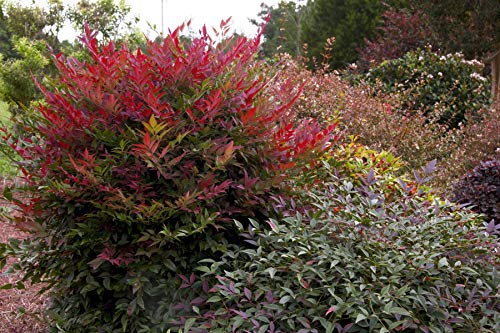 Obsession Nandina Shrub 2 Gal. G97271