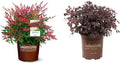 2 Gal. Obsession Nandina Shrub and Purple Diamond Loropetalum (2.5 Quart) Flowering Evergreen Shrub Bundle