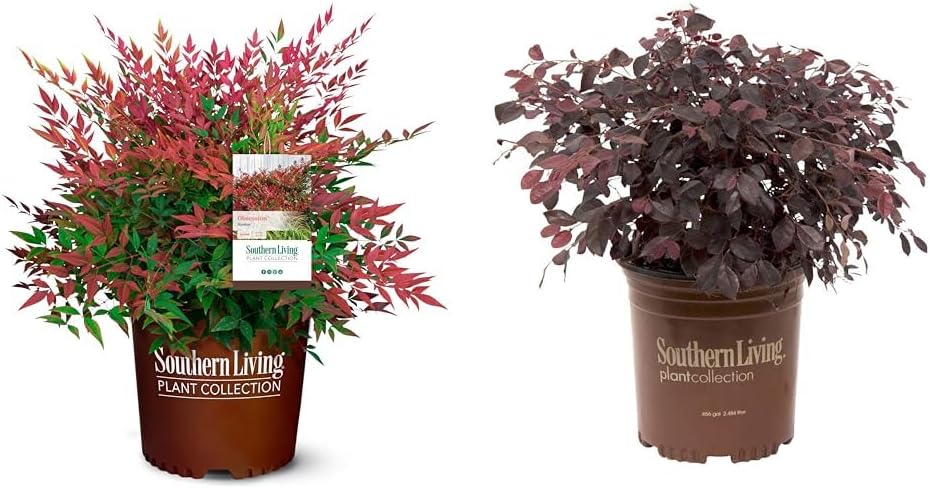 2 Gal. Obsession Nandina Shrub and Purple Diamond Loropetalum (2.5 Quart) Flowering Evergreen Shrub Bundle