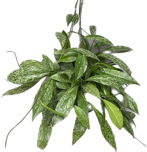 Hoya Publicalyx Splash Red Button Live Houseplant, 4" Pot U90784