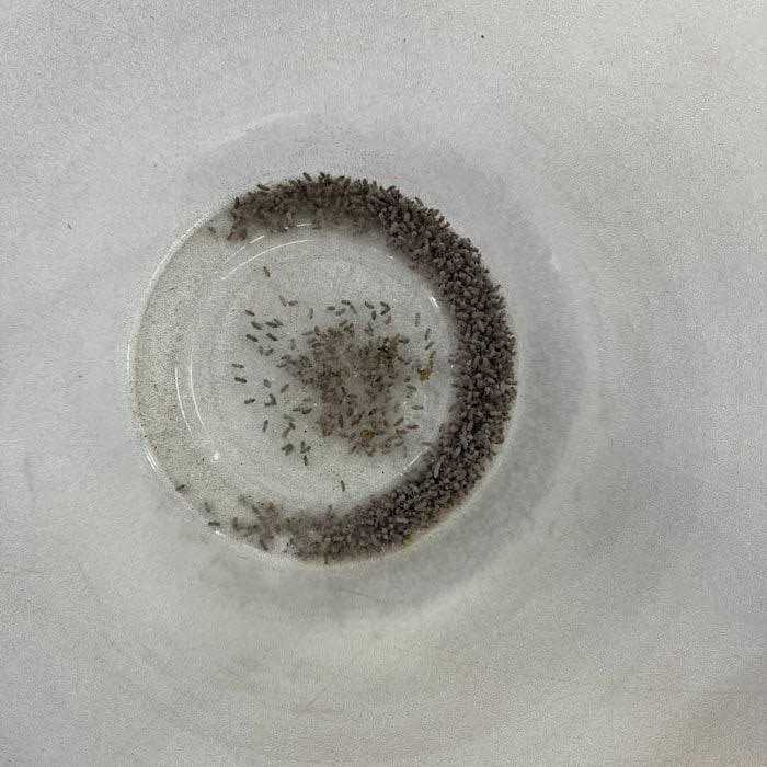 Josh's Frogs Producing Wingless Drosophila Melanogaster Fruit Fly Culture Z4381