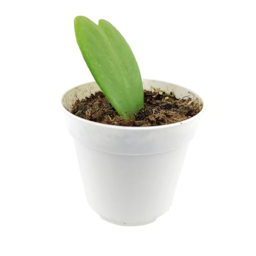 Hoya Kerrii Heart 4" Grower Pot Sweetheart Valentine Hoya Houseplant D1703