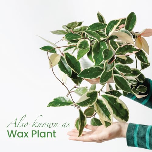 American Plant Exchange Live Hoya Carnosa Krimson Queen Wax Plant, 6" Pot G79640