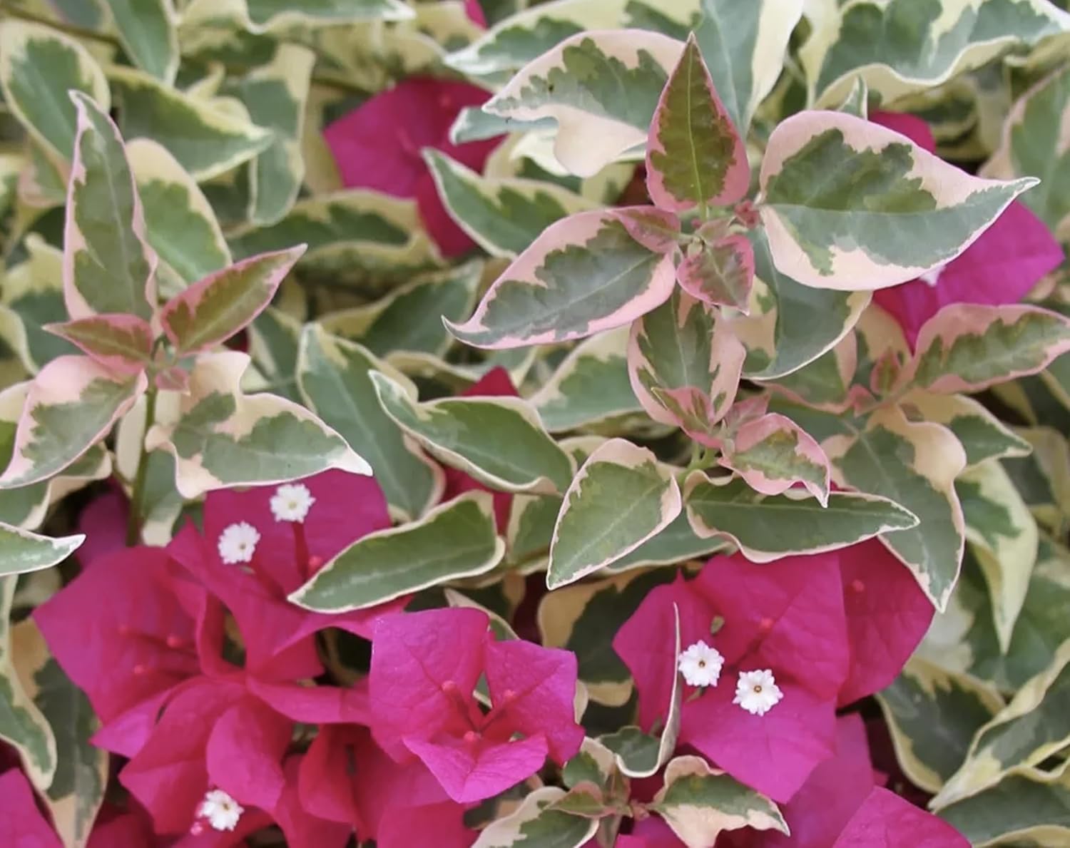 1 Bougainvillea Flame-Blooms Raspberry Ice, with Green Leaves Live Plant