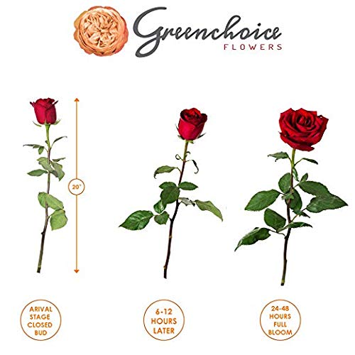 Fresh Cut 24 Red Roses Bouquet - 20" Long Stems R443599