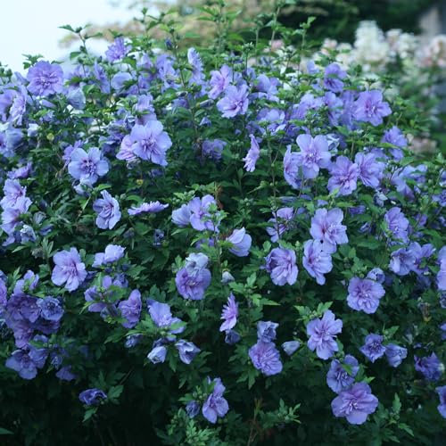 Proven Winners Blue Chiffon Hibiscus 2 Gallon Z471335