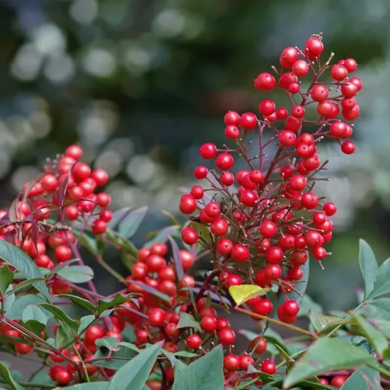 Nandina Shrub Live Plant 6-9 Inch in Quart Pot B1676