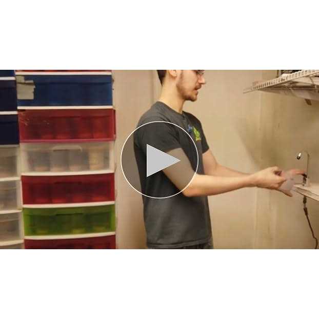 Josh's Frogs Producing Wingless Drosophila Melanogaster Fruit Fly Culture Z4381