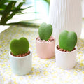Hoya Kerrii Heart (4" Grower Pot) | Sweetheart or Valentine Hoya | Heart Shaped Leaf Houseplant | Live Healthy Houseplant for Home Office Decoration