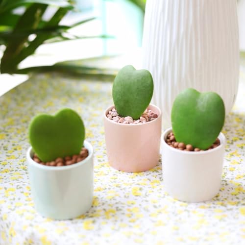 Hoya Kerrii Heart (4" Grower Pot) | Sweetheart or Valentine Hoya | Heart Shaped Leaf Houseplant | Live Healthy Houseplant for Home Office Decoration