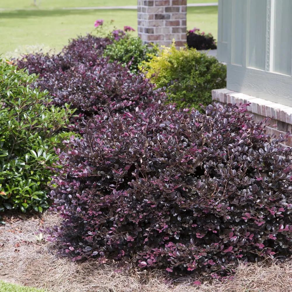 Obsession Nandina Shrub and Purple Diamond Loropetalum Bundle U624892