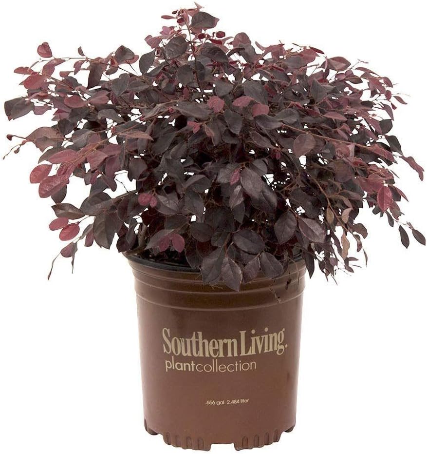 Obsession Nandina Shrub and Purple Diamond Loropetalum Bundle U624892