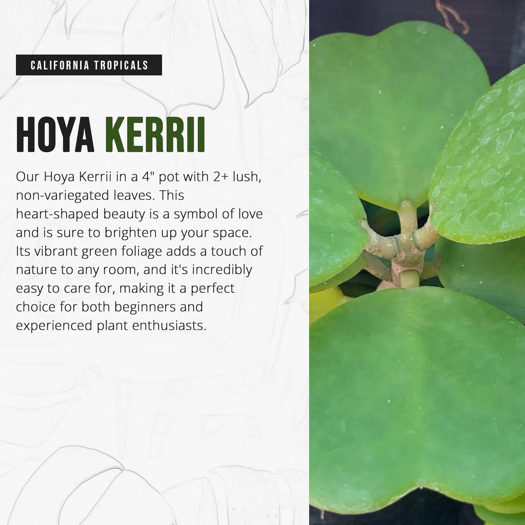 Hoya Kerrii 2+ Leaves - 4" Pot by California Tropicals W276