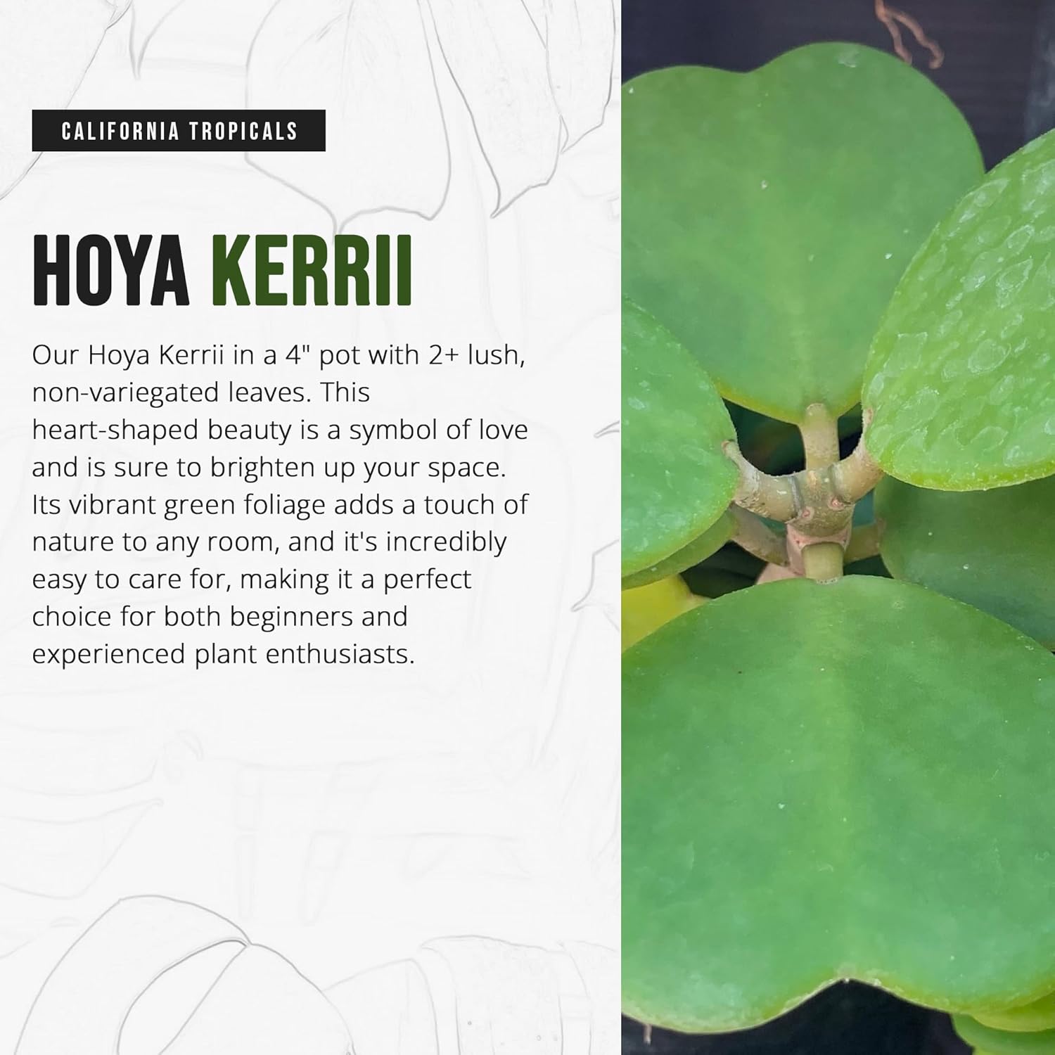 Hoya Kerrii 2+ Leaves - 4" Pot by California Tropicals W276
