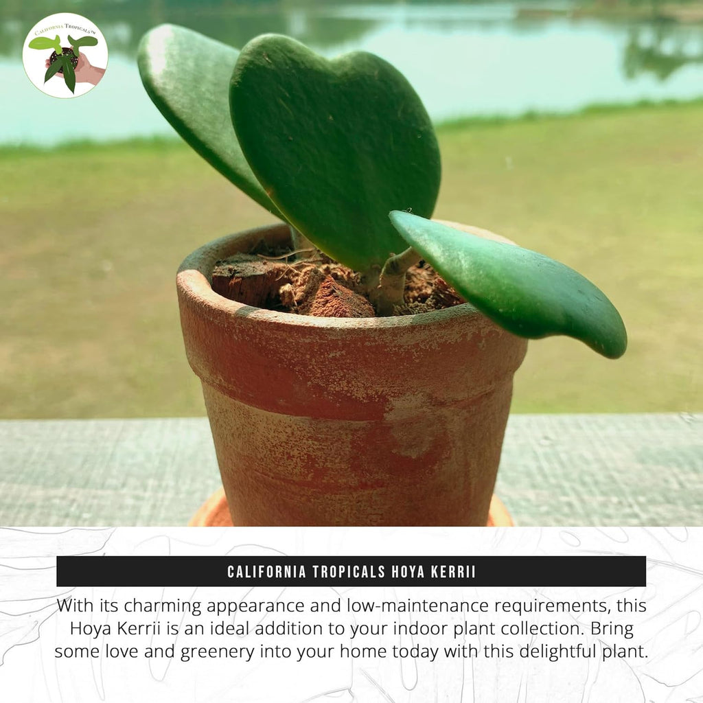 Hoya Kerrii 2+ Leaves - 4" Pot by California Tropicals W276