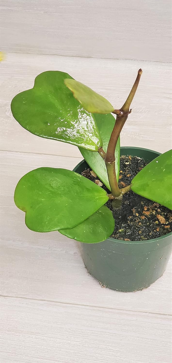Hoya Kerrii Heart Shape Leaves Live House Plant 4" by 3exoticgreen S2948