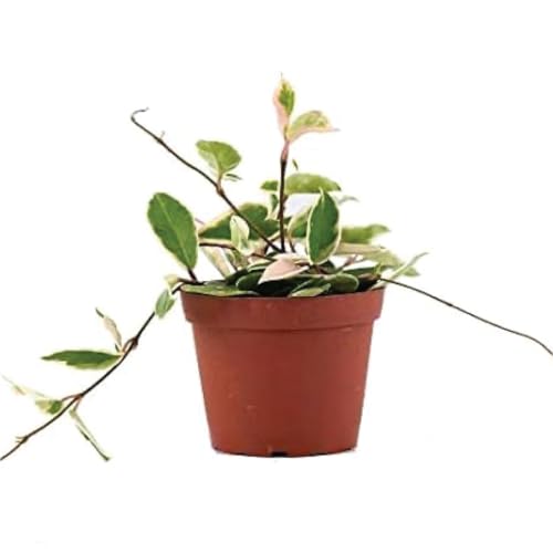American Plant Exchange Live Hoya Carnosa Krimson Queen Plant, Wax Plant, Plant Pot for Home and Garden Decor, 6" Pot