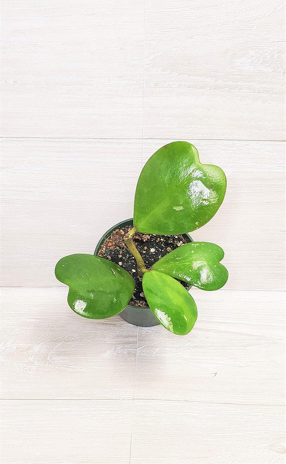 Hoya Kerrii Heart Shape Leaves Live House Plant 4" by 3exoticgreen S2948