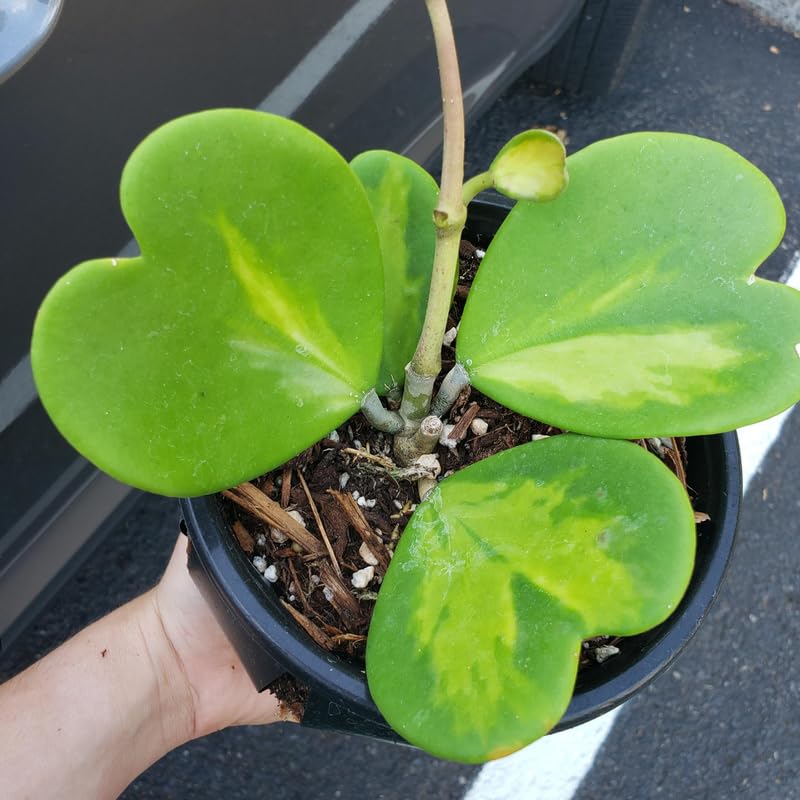 Hoya Kerrii Heart Plant 2 Inches Potted Indoor Houseplant V30352