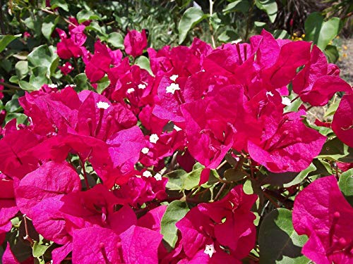 Live Flowering Plant - Bougainvillea Flower Plant ('Barbara Karst')