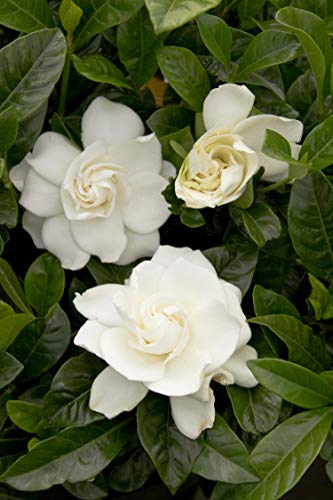 Southern Living Jubilation Gardenia, 2 Gal, Fragrant White Flowers H358742