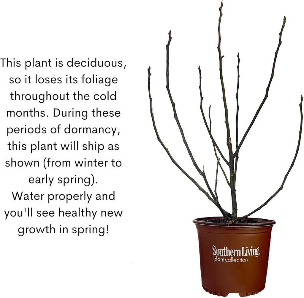 Southern Living Plant Collection 2 Gallon Little Miss Figgy Fig Plant W800