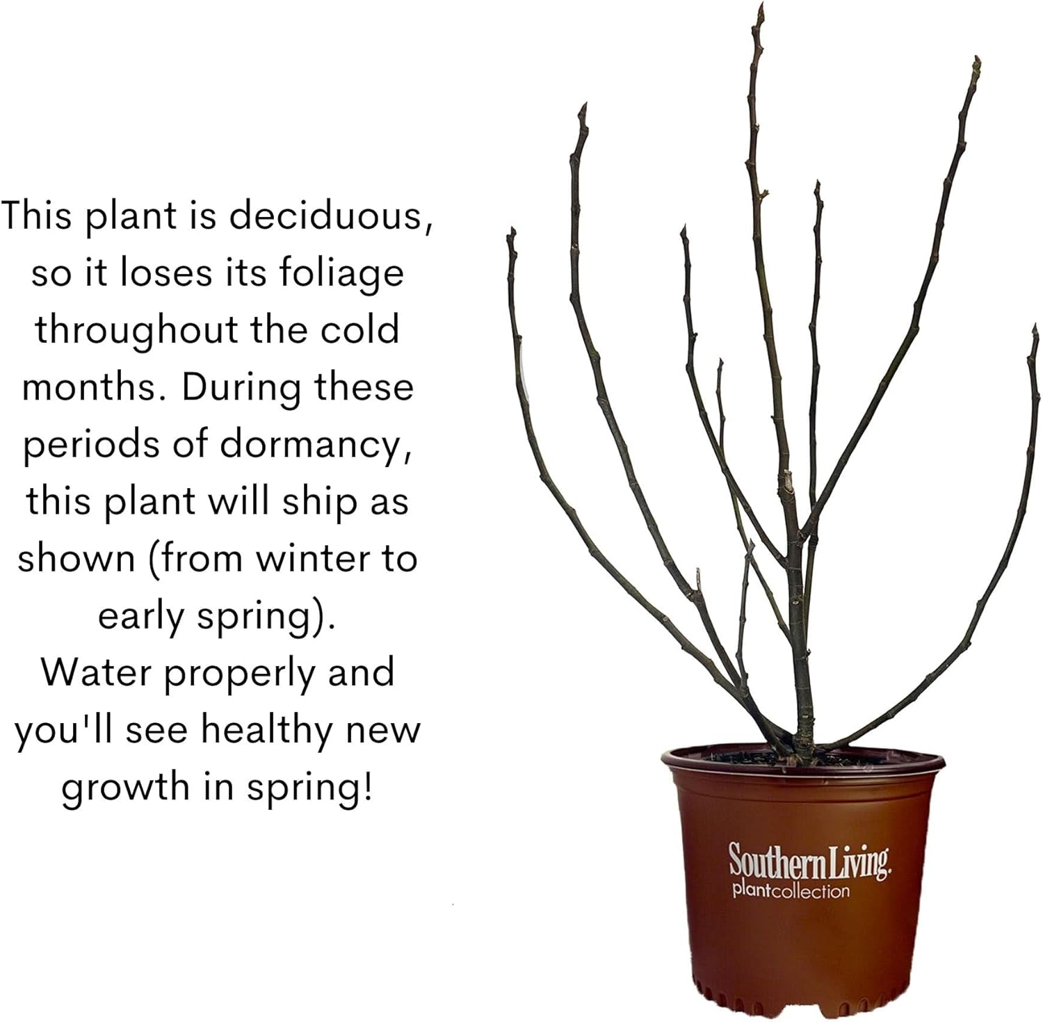 Southern Living Plant Collection 2 Gallon Little Miss Figgy Fig Plant W800