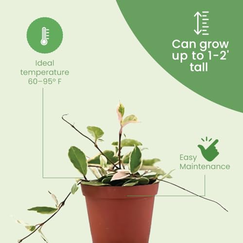 American Plant Exchange Live Hoya Carnosa Krimson Queen Wax Plant, 6" Pot G79640