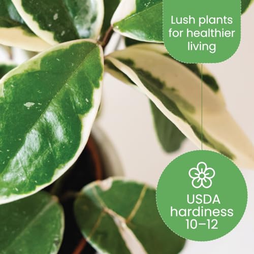 American Plant Exchange Live Hoya Carnosa Krimson Queen Wax Plant, 6" Pot G79640
