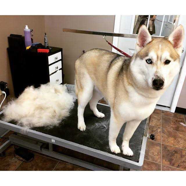 SleekEZ Grooming Tool for Pets S625