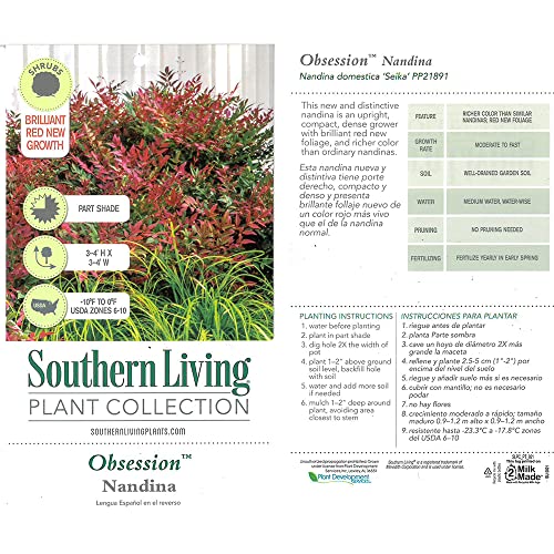 Obsession Nandina Shrub 2 Gal. G97271