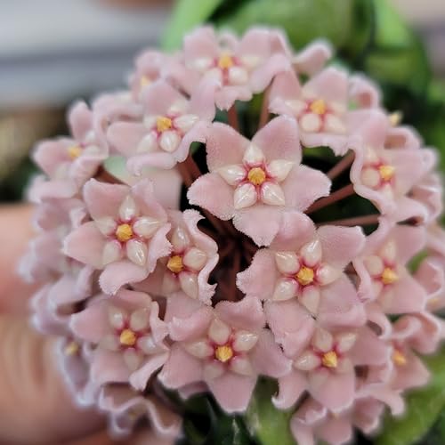 Hoya Compacta Hindu Rope Plant, 4 Inch Pot U268