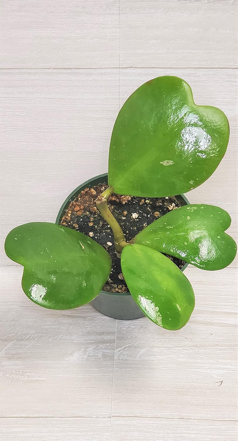 Hoya Kerrii Heart Shape Leaves Live House Plant 4" by 3exoticgreen S2948