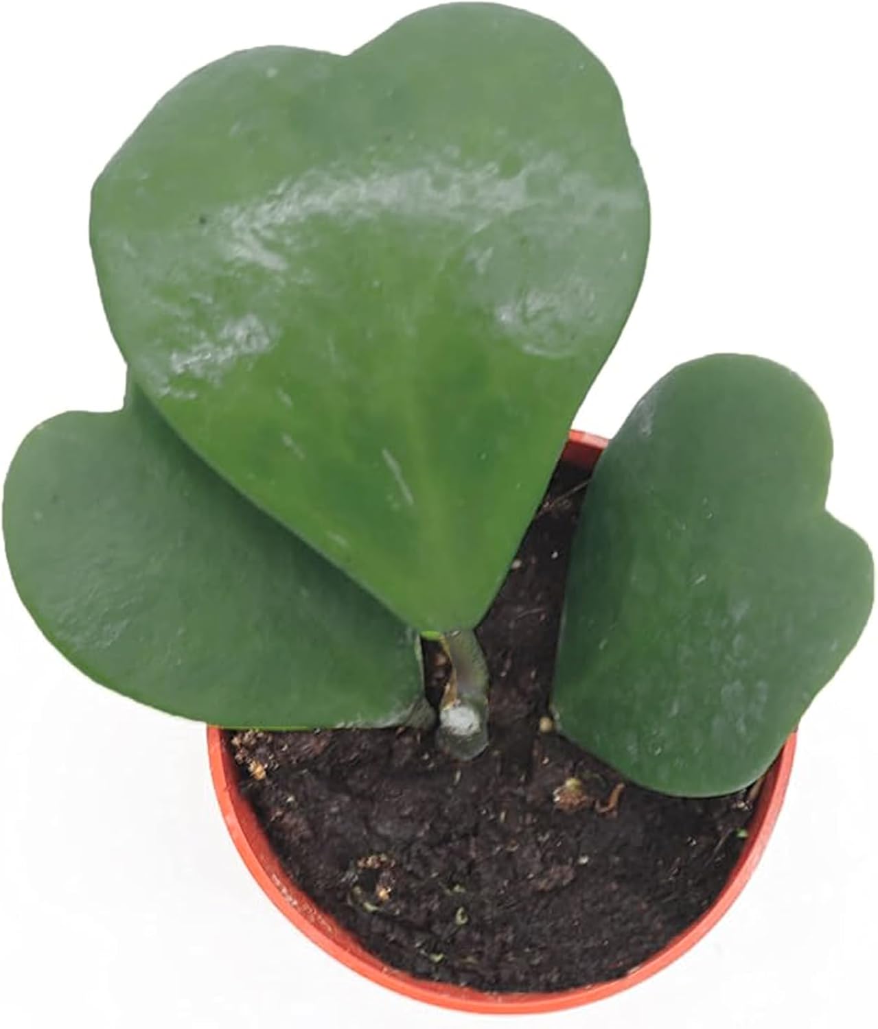 Hoya Kerrii (Non-Variegated 2+ Leaves) - 4" Pot from California Tropicals