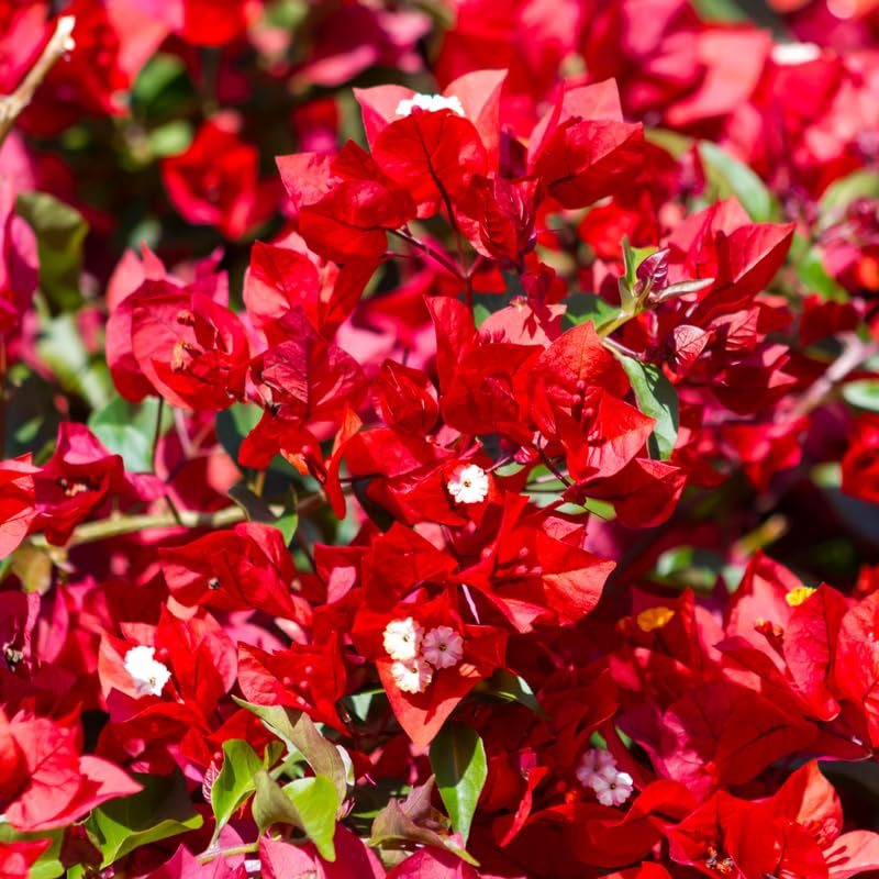 Pink Bougainvillea Starter Plants, 2 Live Trees, 4 Inches Tall, Outdoor Garden N907280