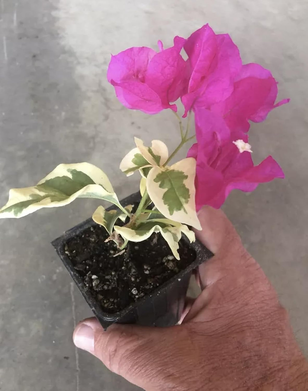 Bougainvillea Raspberry Ice Live Plant with Green Leaves W1605