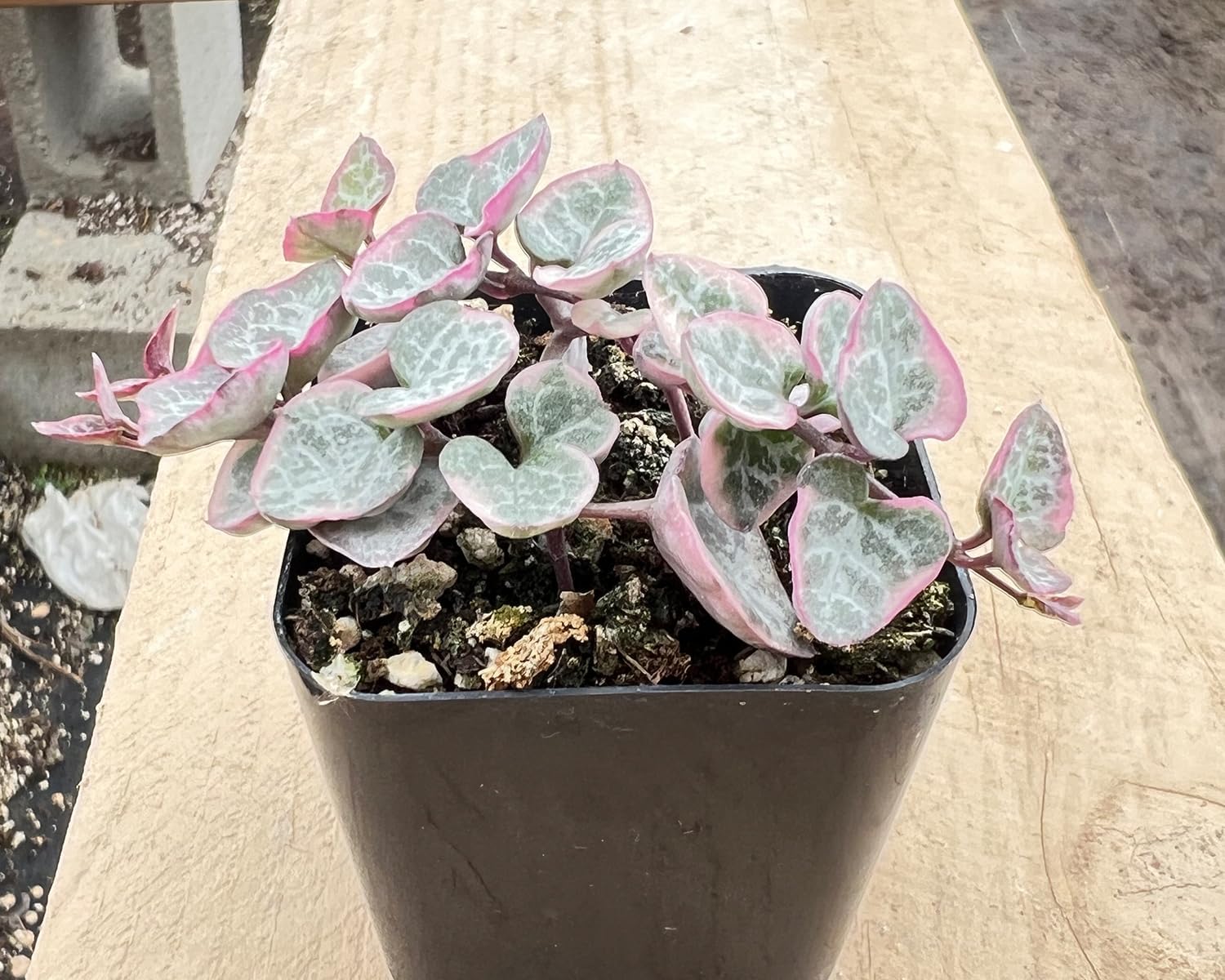 Sprout N Green String of Heart Variegata Ceropegia woodii f. variegata Live Plant in 2in Pot A760755