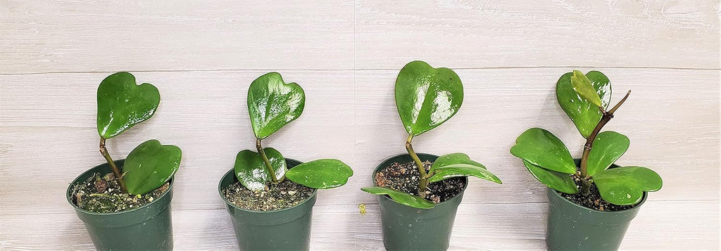 Hoya Kerrii Heart Shape Leaves Live House Plant 4" by 3exoticgreen S2948